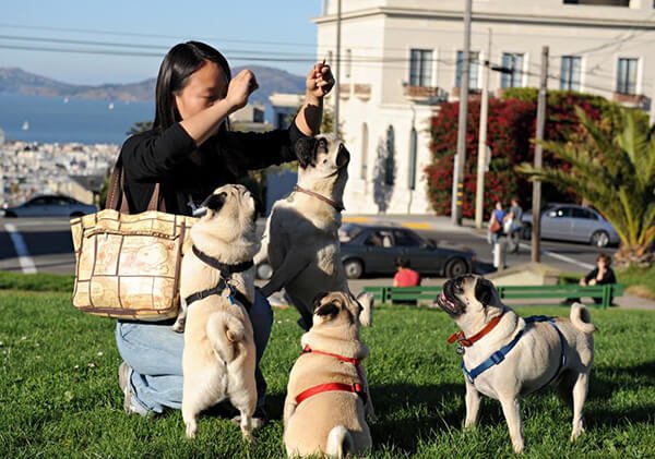 Pug Sunday, San Francisco
