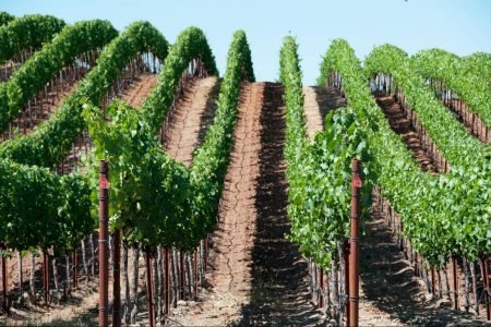 Wine country vineyard tour near San Francisco