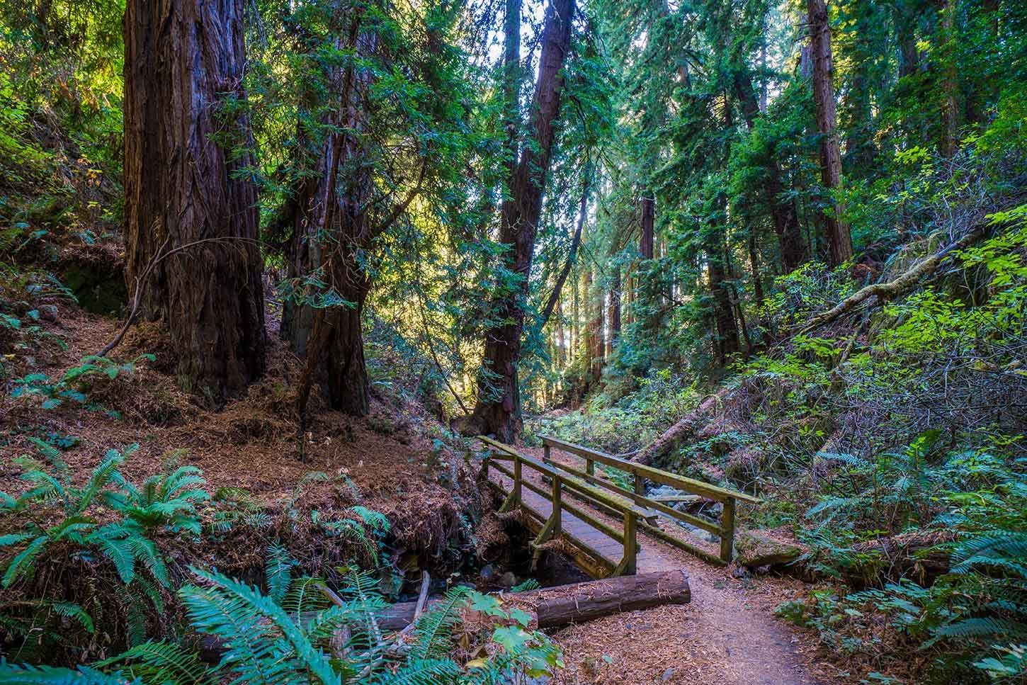 Read more about the article Dip Sea Trail Starting Points Guide in Dipsea Trail